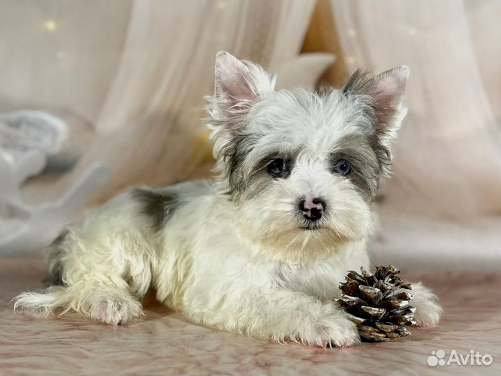 Красавец парень