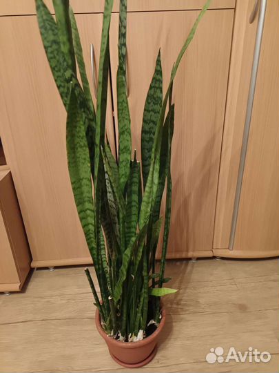 Сансевиерия сортовая