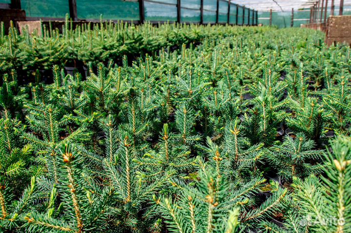 Саженцы ели, сосны, дуба, каштана, ореха, туи, бук