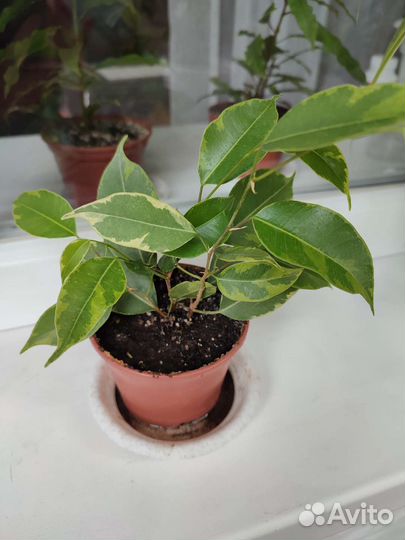 Комнатные цветы