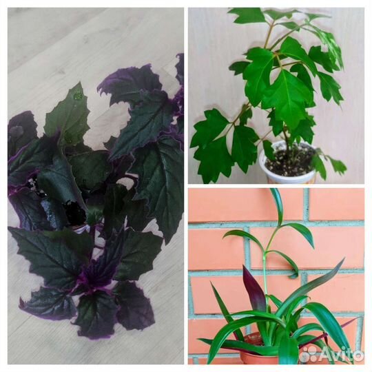 Гинура, Циссус, Рео