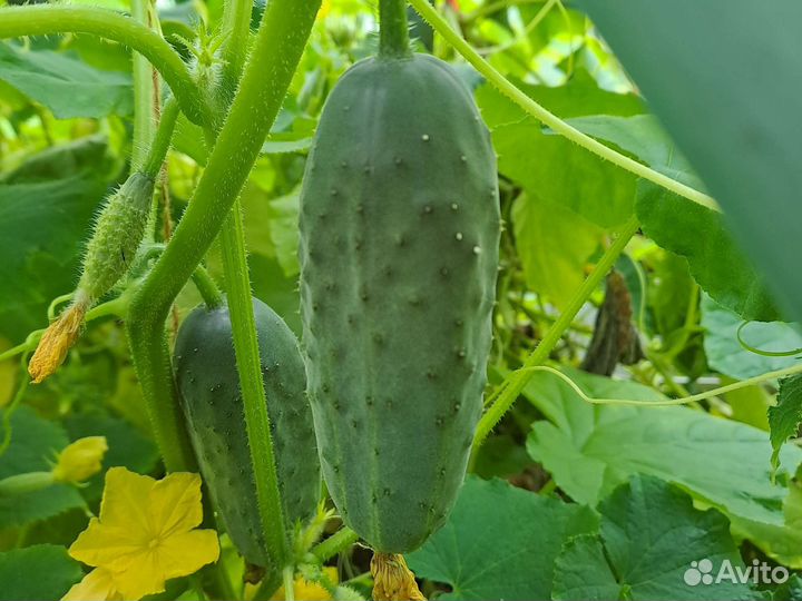 Продаются огурцы