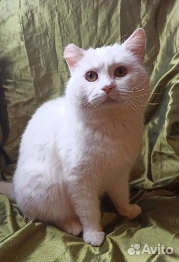 Котик Мишка ищет дом