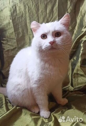 Котик Мишка ищет дом