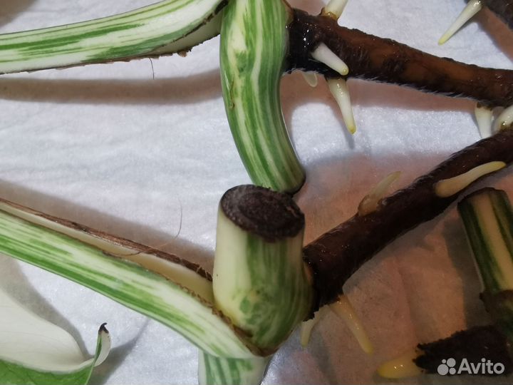 Монстера вариегатная