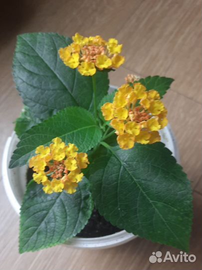 Лантана.Бальзамин