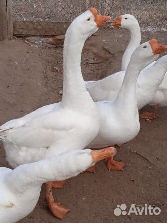 Оптом и в розницу яйцо гуся Линда утяжеленной