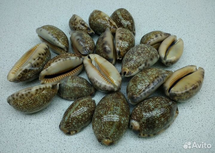Арабика 3,5*3,8 морские ракушки раковины