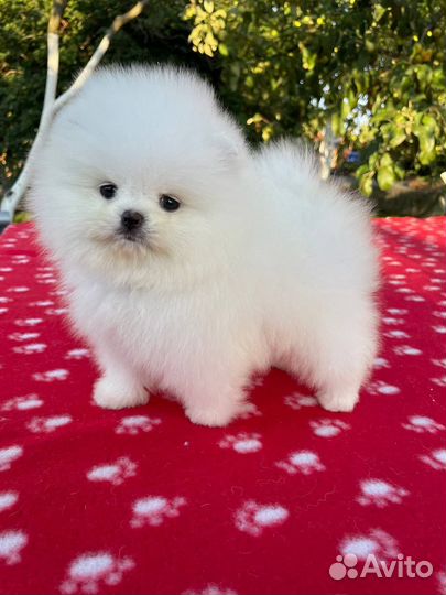 Шпиц щенок девочка