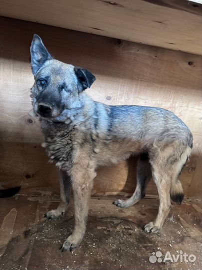 Собака всю жизнь в приюте