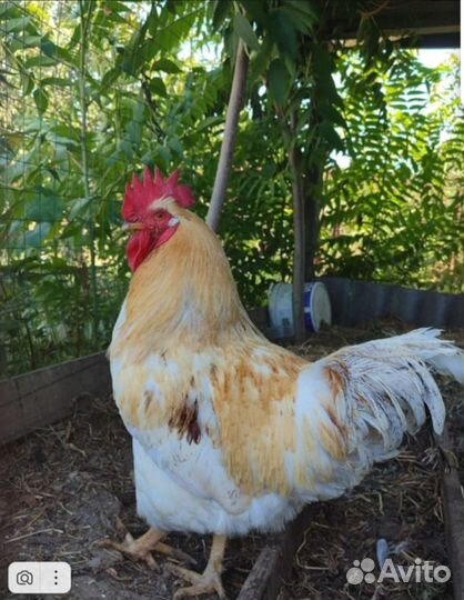 Продам петуха