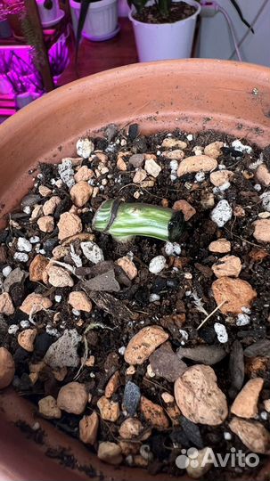 Монстера вариегатная альба черенки