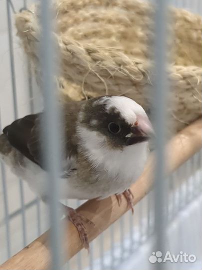 Японские амадины
