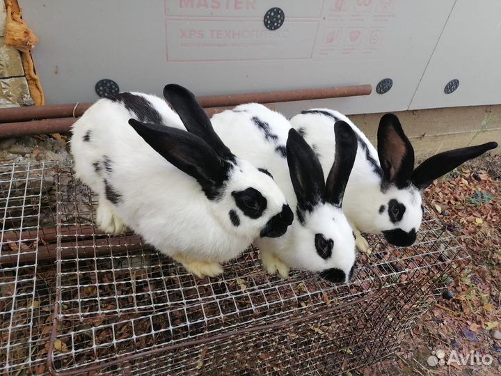 Кролики породы немецкий пестрый строкач