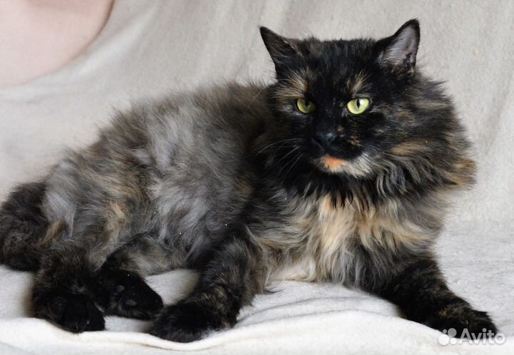 Прелестная Мишелька ищет дом