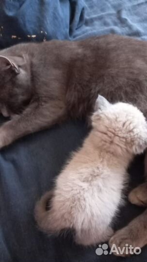 Котята в добрые руки бесплатно