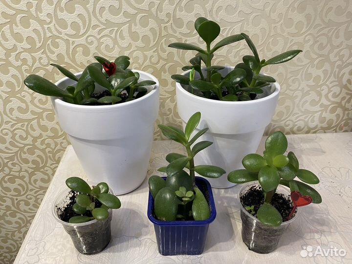 Крассула толстянка