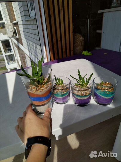 Флорариум в стакане с водоёмом мини сад