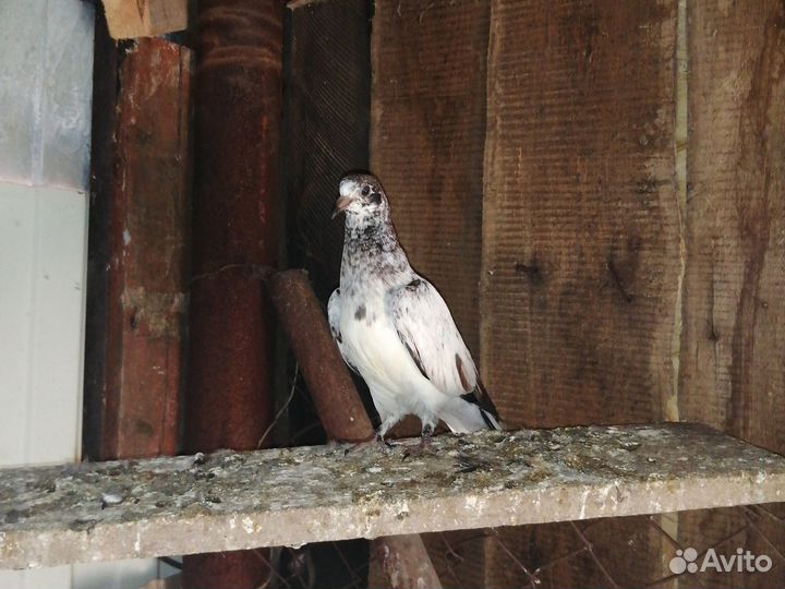 Продажа голубей