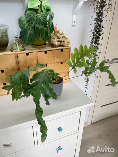 Флебодиум блю стар