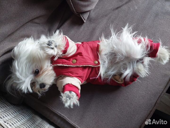 Реклама, сотрудничество