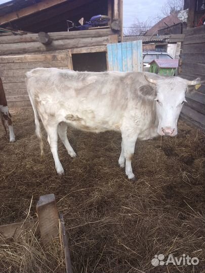 Продам корову