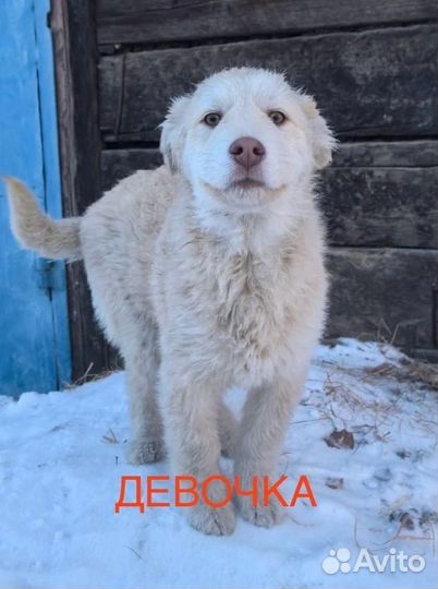 Щенки в добрые руки