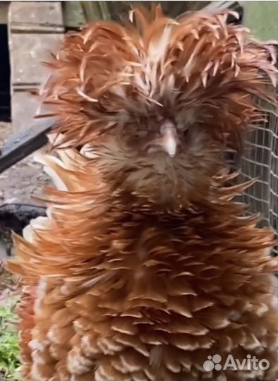 Падуан ия и цыплята