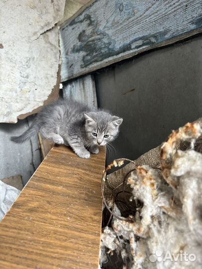 Котик в добрые руки