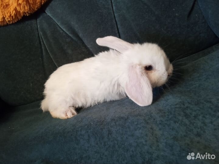 Милые игривые малыши