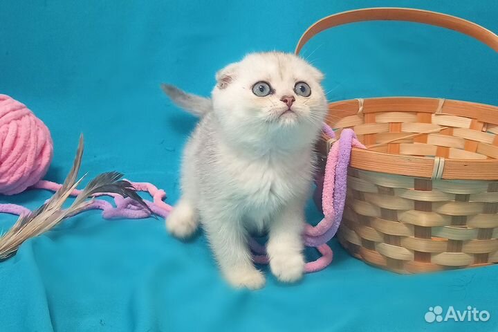 Шикарные Шотландцы