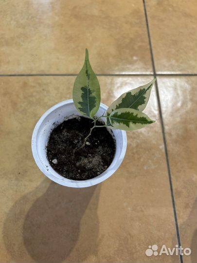 Алоэ вера, фикус бенджамина