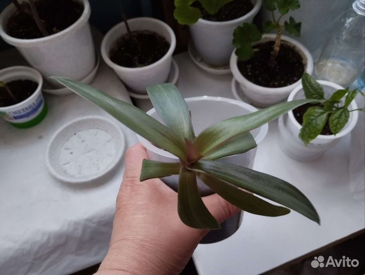 Традесканция рео