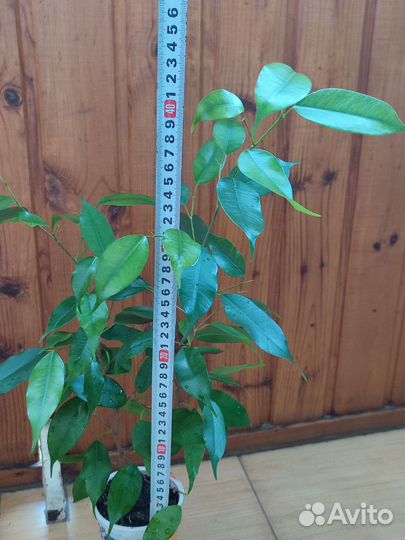 Фикус Экзотика