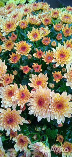 Хризантемы