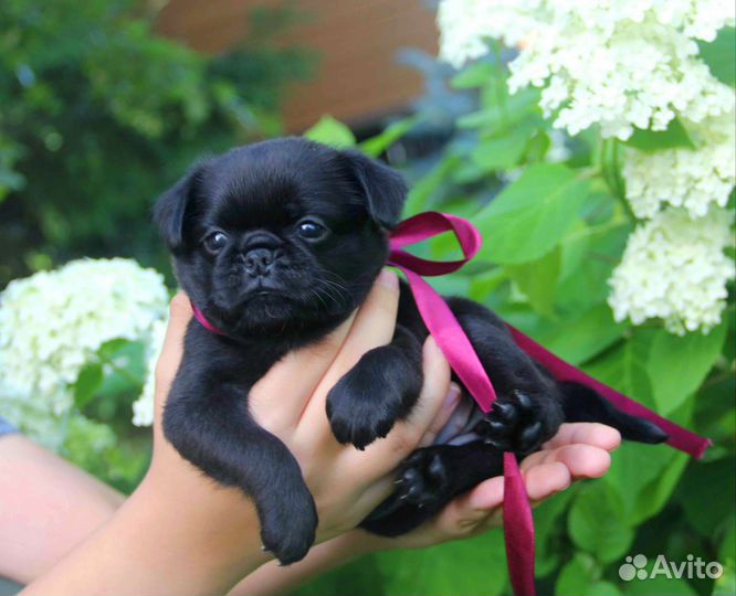 Пти брабансон. Девица