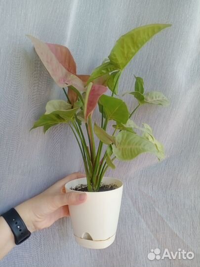 Сингониум неон