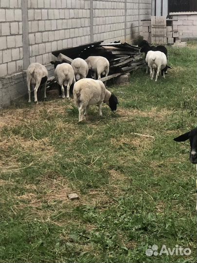 Овцы