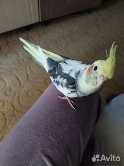 Попугай корелла птенец