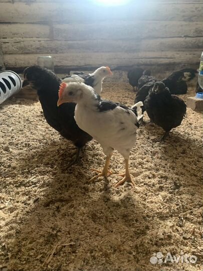 Цыплята петушки Леггорн далматинец (мраморный)