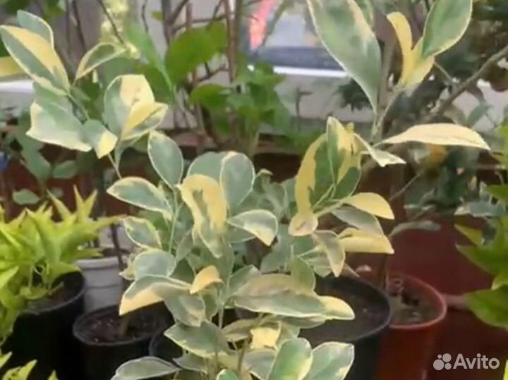 Мандарин, лимоны