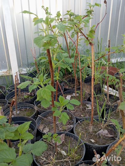 Саженцы ремонтантной малины