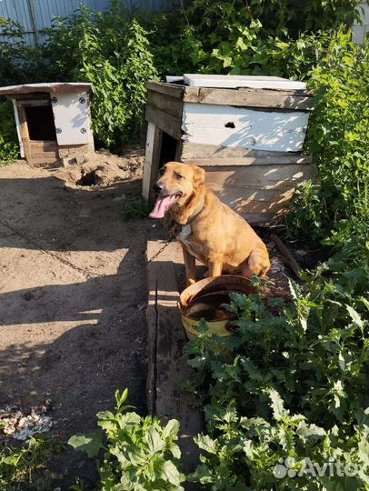 Собака-улыбака