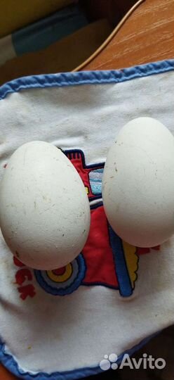 Инкубационное яйцо гусей
