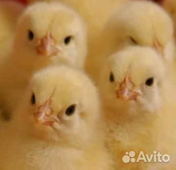 Цыплята бройлера кобб 500