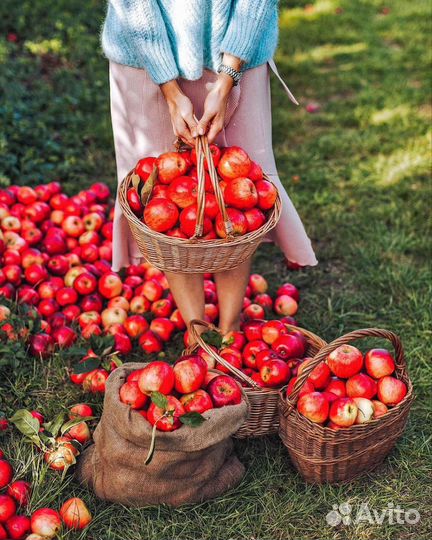 Сборщик яблок