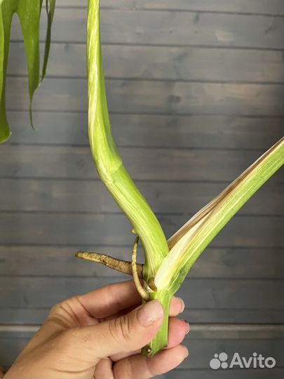 Монстера альба делициоза