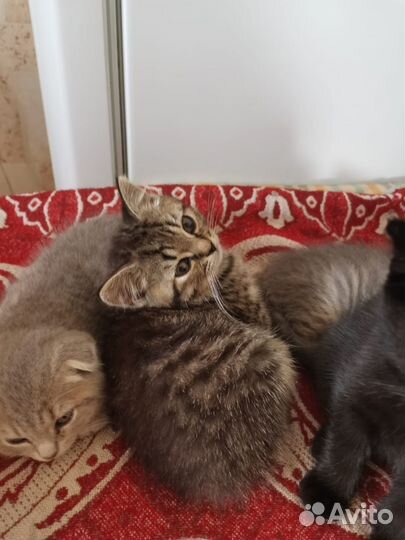 Шотландская кошка