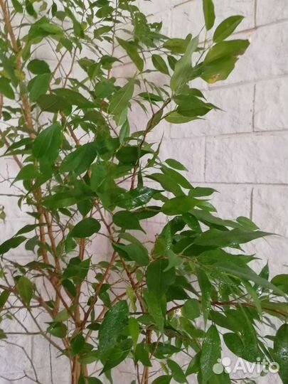 Фикус бенджамина 2м