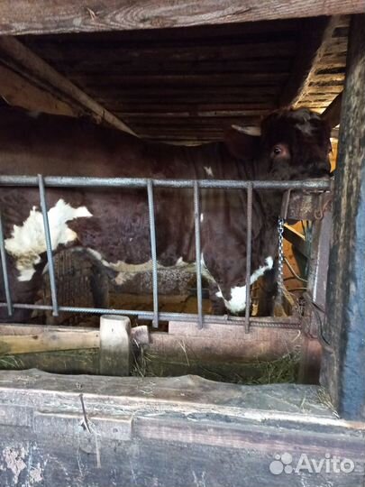 Бык,сементал